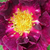 Ljubičasta  - Galska ruža  - Violacea